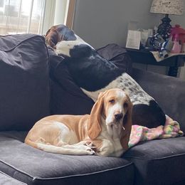 Basset Hounds from Olveras Hound of Ohio