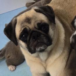 Tiger Lily - Pug