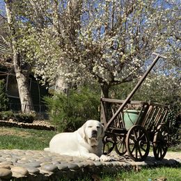 Labrador Retriever All Grown Up from Chateau St. John