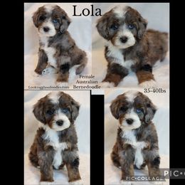 Lola Bunny - Blue merle female Bernedoodle puppy in Roseburg, Oregon from Lookingglass Doodles