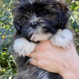 Lhasa Apso Puppies from Florida Lhasa Apso
