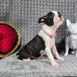 Amy - Black and white female Boston Terrier puppy in Millers Creek, North Carolina from Tumbling Shoals Hilltop Bostons