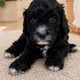 Lady bug - Black female Cavapoo puppy in Yuciapa, California from AlltheDoodlez_