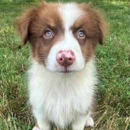 AKC Pretty Boy - Red tri-color male Australian Shepherd puppy in Copperhill, Tennessee from Tuff Country Farm