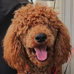 Prince Harry Fire Red King - Red  male Poodle puppy in Woodbridge, Virginia from Rosa Red Standard Poodles