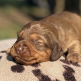 Dachshunds from Power Pups
