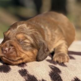 Dachshunds from Power Pups