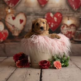 Goldendoodle Puppies from Hogan Family-Raised F1b Gooldendoodles