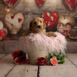 Goldendoodle Puppies from Hogan Family-Raised F1b Gooldendoodles