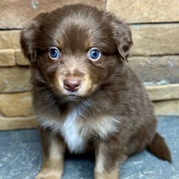 Ghost - Red tri male Toy Australian Shepherd puppy in Mc Lean, Illinois from Kickapoo Creek Toy & Mini Aussies