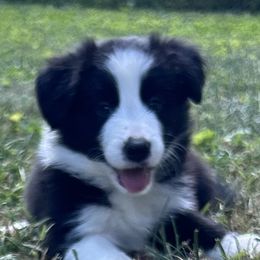 Boy 1 - Border Collie puppy in Mt. Jackson, Virginia from Timeless Border Collies