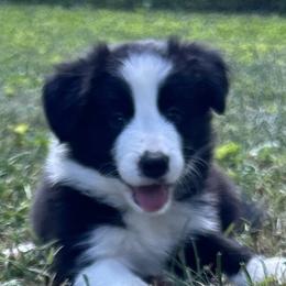 Boy 1 - Border Collie puppy in Mt. Jackson, Virginia from Timeless Border Collies