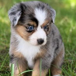 Roman - Blue merle male Toy Australian Shepherd puppy in Leitchfield, Kentucky from Legendmaker MAS