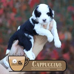 Cappuccino - Black and white male Sheepadoodle puppy in Cleveland, Tennessee from Narrow Path Old English & Sheepadoodles