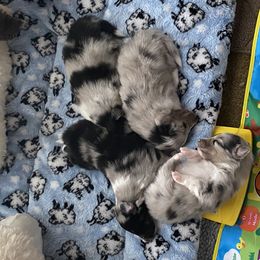 Shetland Sheepdog Puppies from Promise Shelties