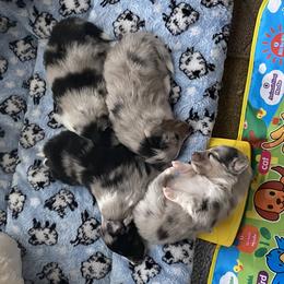 Shetland Sheepdog Puppies from Promise Shelties