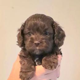 Snicker - Brown male Cockapoo puppy in Flippin, Arkansas from Dare to Doodle
