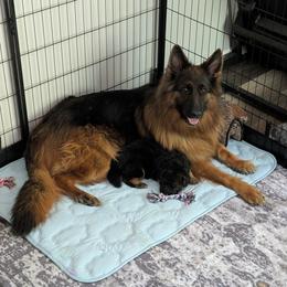 German Shepherd puppies from League of Shepherds