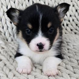 MM-3 - Black and tan male Pembroke Welsh Corgi puppy in Ely, Minnesota from RJ's Corgis