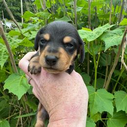 Midnight - Black and tan male Dachshund puppy in Roanoke, Alabama from Windsor’s Miniature Dachshunds