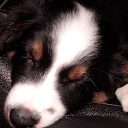 Border Collie Puppies from Burke BC’s