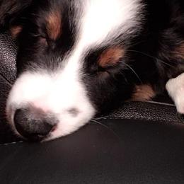 Border Collie Puppies from Burke BC’s