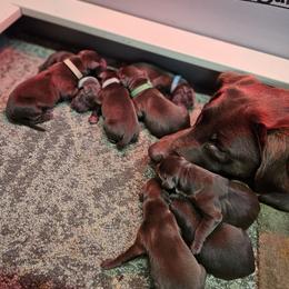 Boy 3 - Chocolate male Labrador Retriever puppy in Boyd, Minnesota from Lindley Labradors