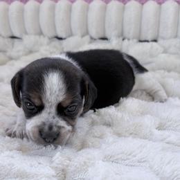 Pocket Beagle Hannah - Black tan and white female Beagle puppy in Gentry, Arkansas from HC Puppy Ranch