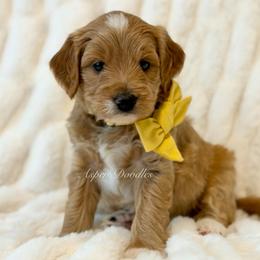 Yellow Collar NERO - Apricot male Goldendoodle puppy in Salem, Utah from Aspen Doodles Utah