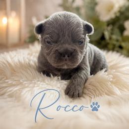 Rocco - Blue male French Bulldog puppy in Hialeah, Florida from Slinky Doxie 305