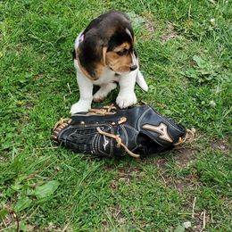 Beagle puppies from Fox Creek Beagles