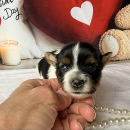 Luna 4300 - Black tan and white female Biewer Terrier puppy in Douglas, Georgia from South Georgia Yorkies and Biewers