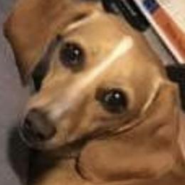 Shiloh - Dachshund
