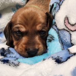 Butters - Red male Dachshund puppy in Penrose, Colorado from Double Trouble Dachshunds