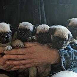 Girl 2 - female Pug puppy in Spokane, Washington from Sweet Mercy Farm