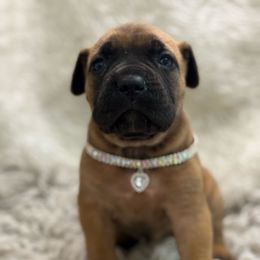 Flickr - Fawn female Cane Corso puppy in Russellville, Missouri from Soaring Royalty Canines LLC