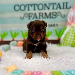 Boy 6 - Red tri Miniature Australian Shepherd puppy in Buchanan, Georgia from Stanleyville Farm Mini Aussies