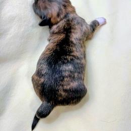 Laurel - Brindle female Lhasa Apso puppy in Hillsboro, Oregon from Luv-N-Laughter Lhasa Apsos