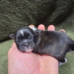 Boy 1 - Brindle and white male Shih Tzu puppy in Mountain Grove, Missouri from Precious Puppies