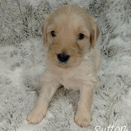 Sutton - Cream male Goldendoodle puppy in Eau Claire, Wisconsin from Fisher River Doodle's
