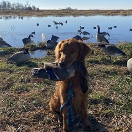 Luke - Golden Retriever