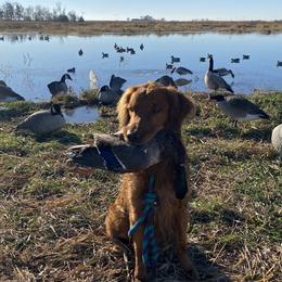 Luke - Golden Retriever