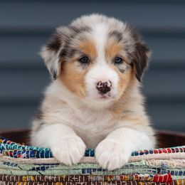 Tanner - Blue merle female Australian Shepherd puppy in Petoskey, Michigan from Hilltop Aussies