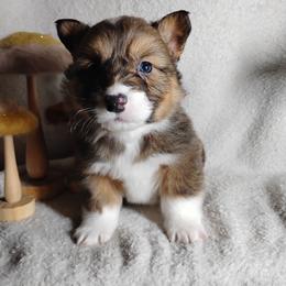 Fluffy Red collar - Sable male Pembroke Welsh Corgi puppy in Yelm, Washington from Tolbolton Creek Corgis