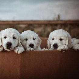 Golden Retriever Puppies from Vera Mountain Goldens