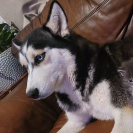 Siberian Huskies from Anuun's Huskies