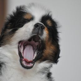 Bernese Mountain Dog, Golden Mountain Dog, and Golden Retriever Puppies from Grateful Bernese