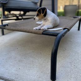 Jack Russell Terrier Puppies from Fair Dinkum Jack Russell Terriers