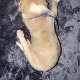 Dark blue collar - Mantle merle male Great Dane puppy in Loris, South Carolina from Days Danes