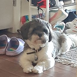 Ransom - Lhasa Apso